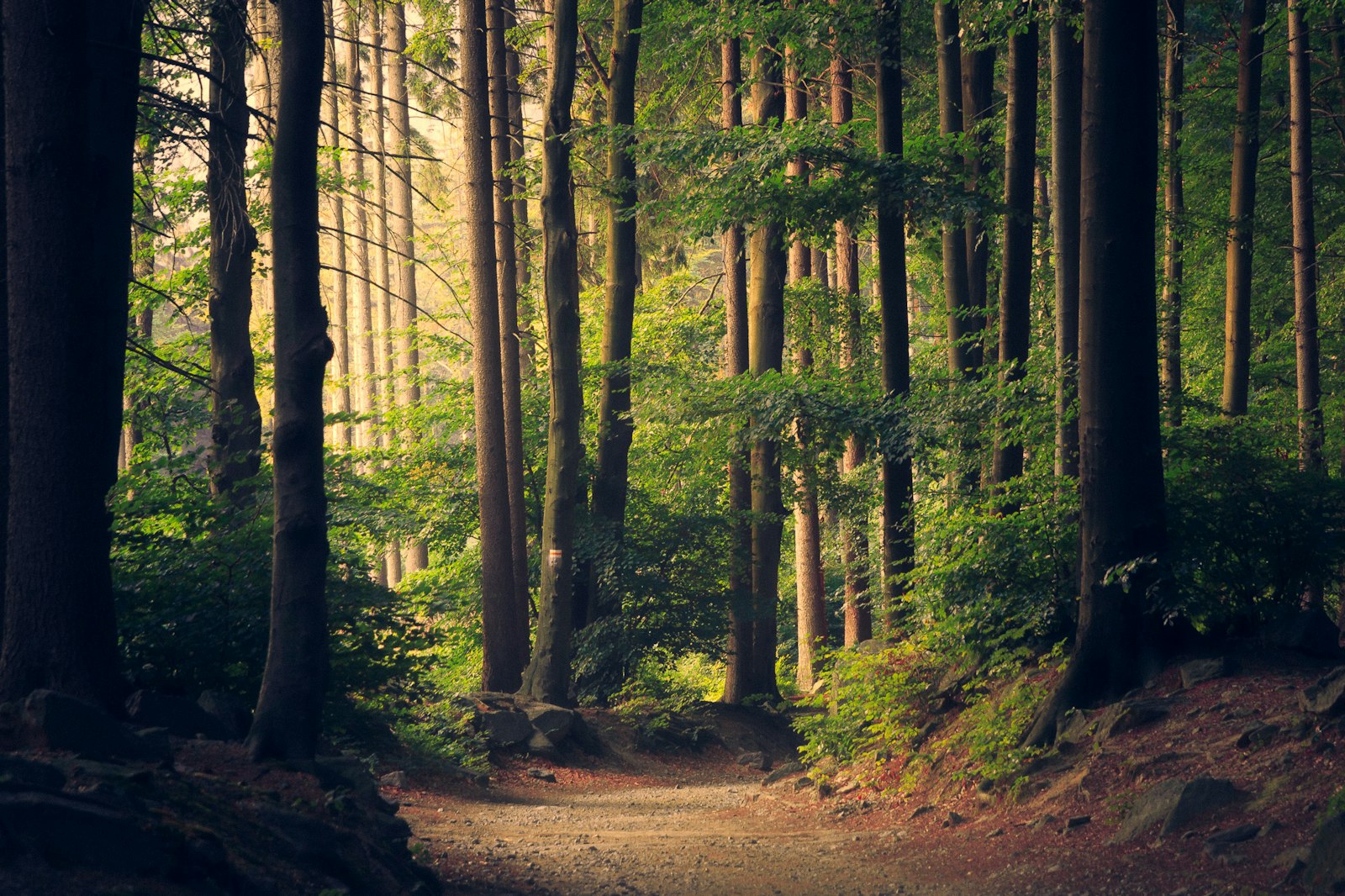 Sunlit forest path standing in for First Landing State Park